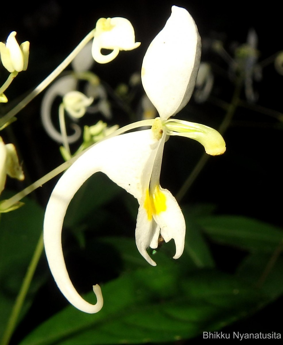 Impatiens cornigera Arn.